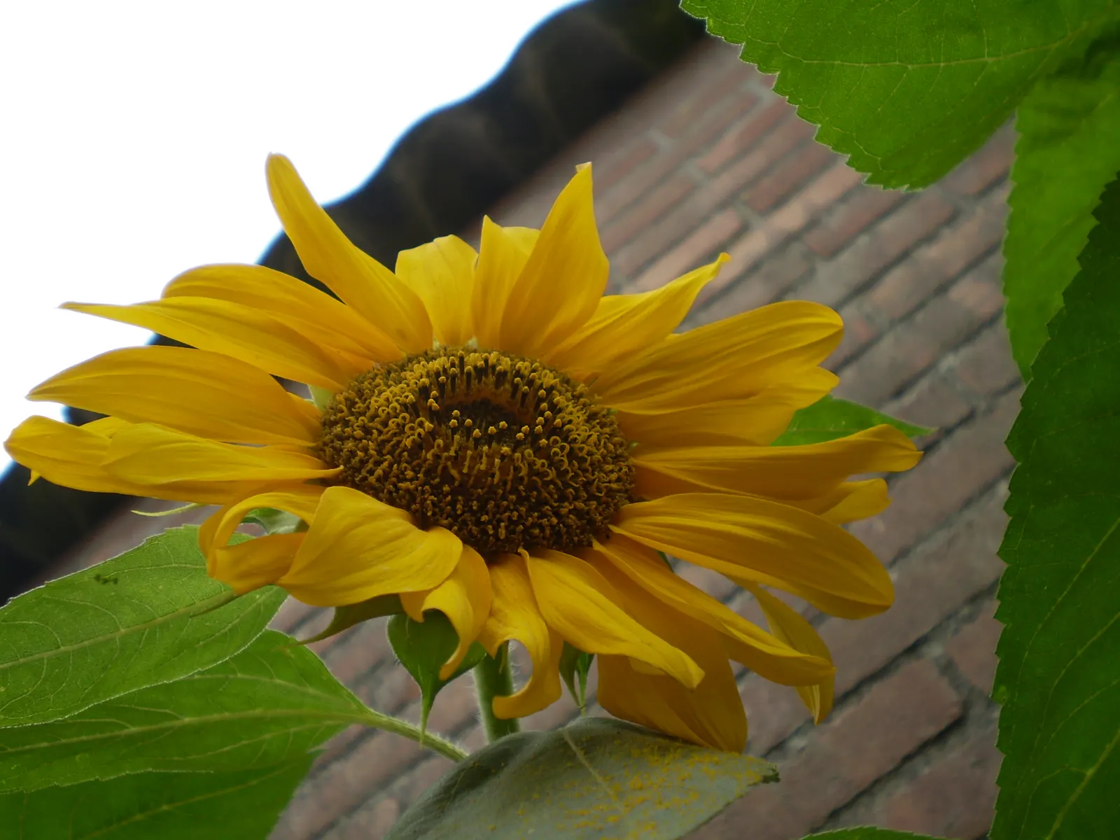 Common Sunflower (Helianthus Annuus) — while birds relish the seeds that form in its centers post bloom; which can measure approximately 3 inches in diameter