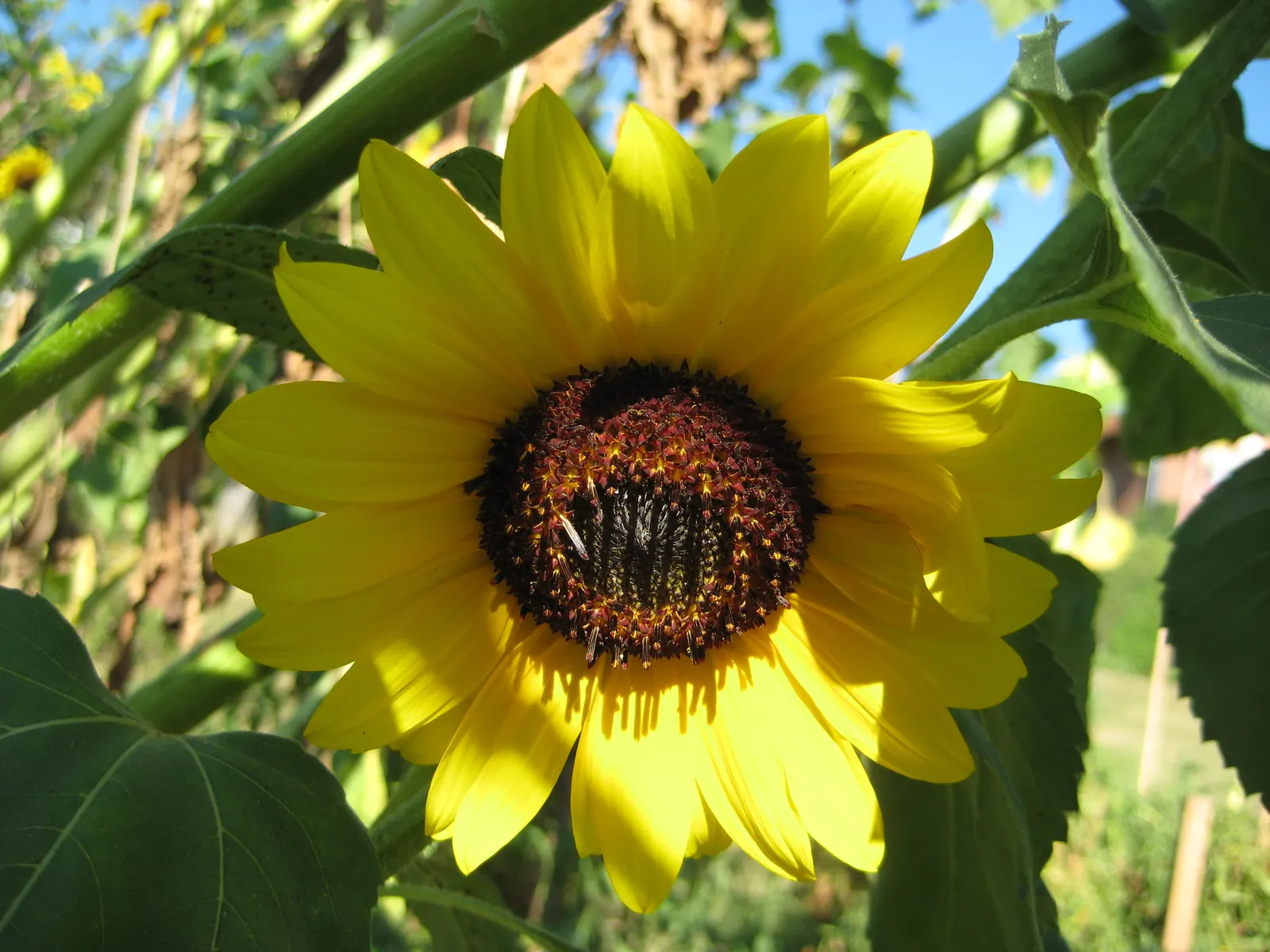 Common Sunflower (Helianthus Annuus) — aligning these flowers to maximize their solar interaction creates a dynamic; ever-changing element within, image 122