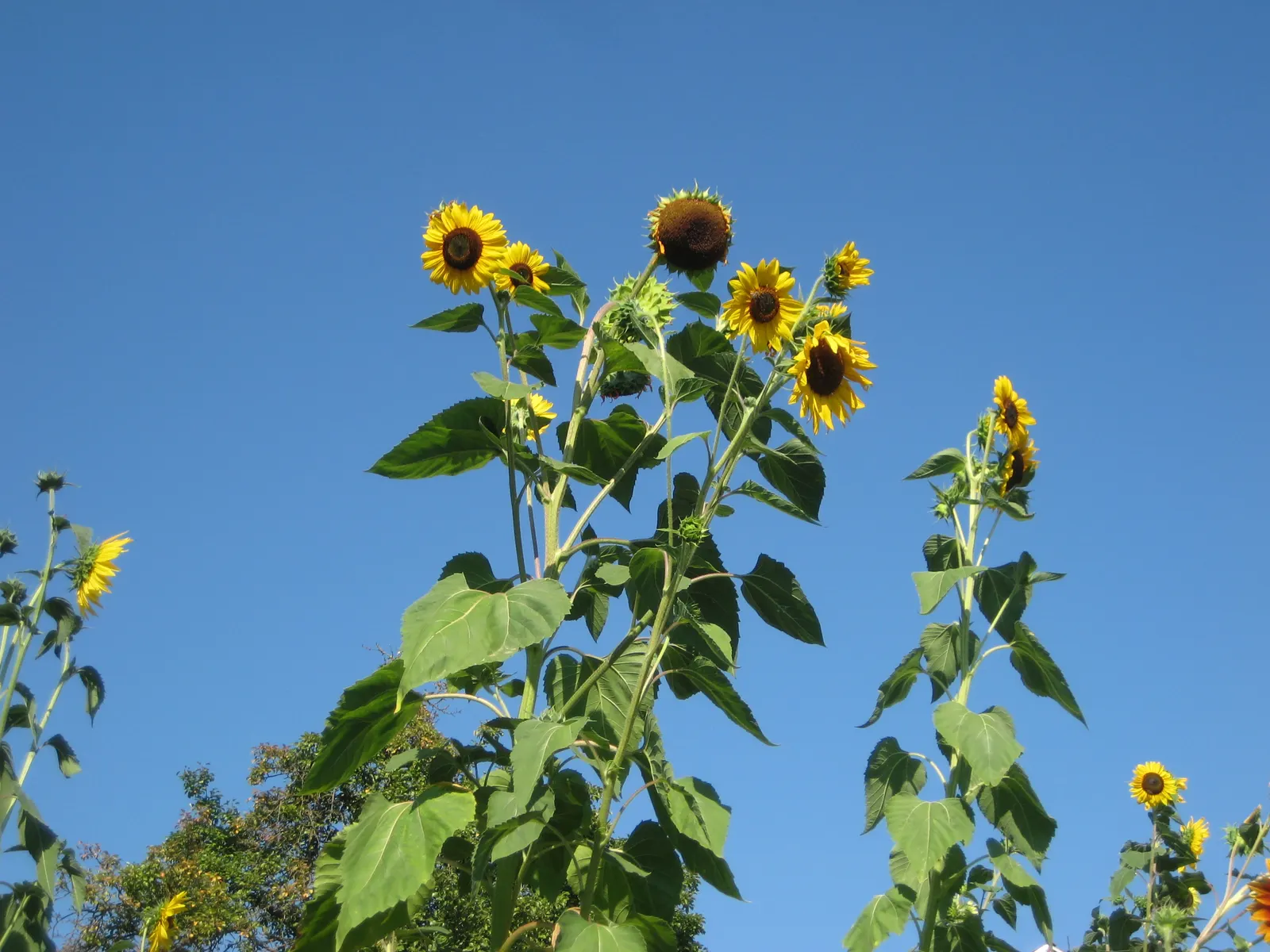 Common Sunflower (Helianthus Annuus) — Sunflowers provide excellent cut flowers and attract bees and birds; annual with multi-colored and yellow, image 56