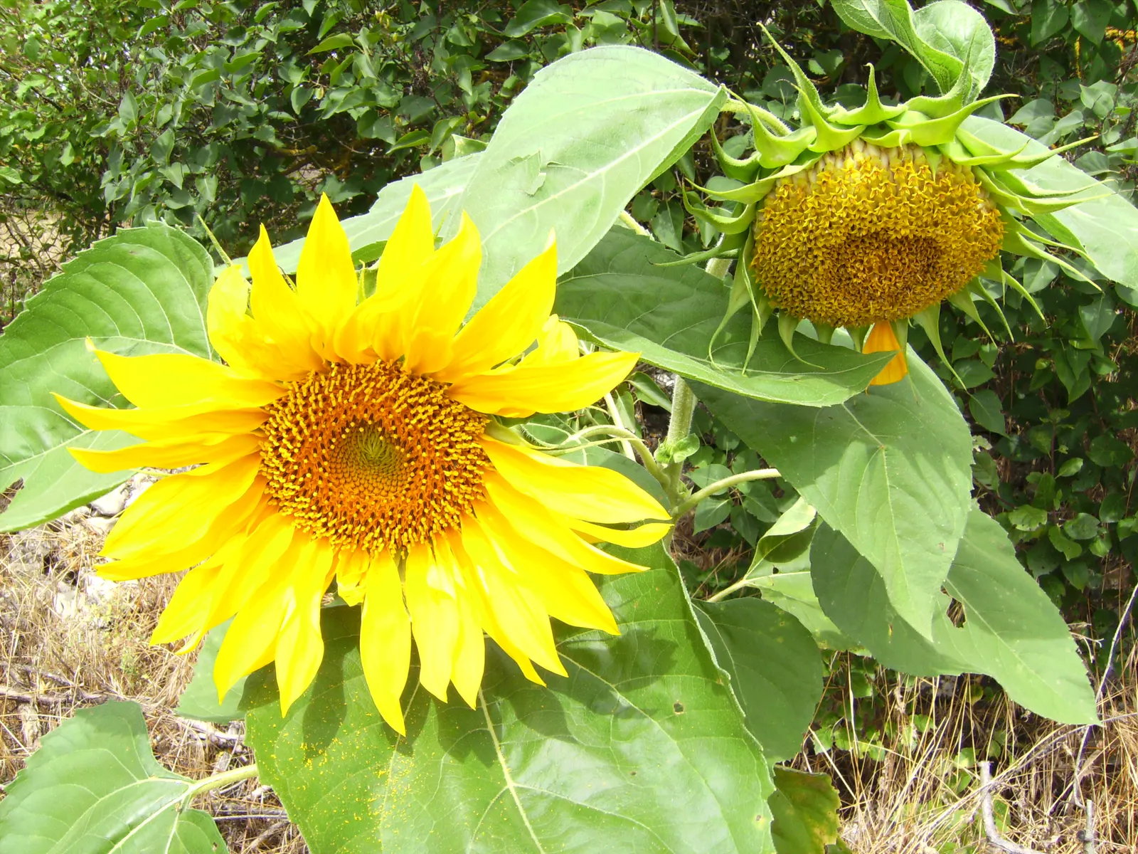 Common Sunflower (Helianthus Annuus) — necessitating ample space for optimal growth and visual impact; provided they are well-drained, image 65