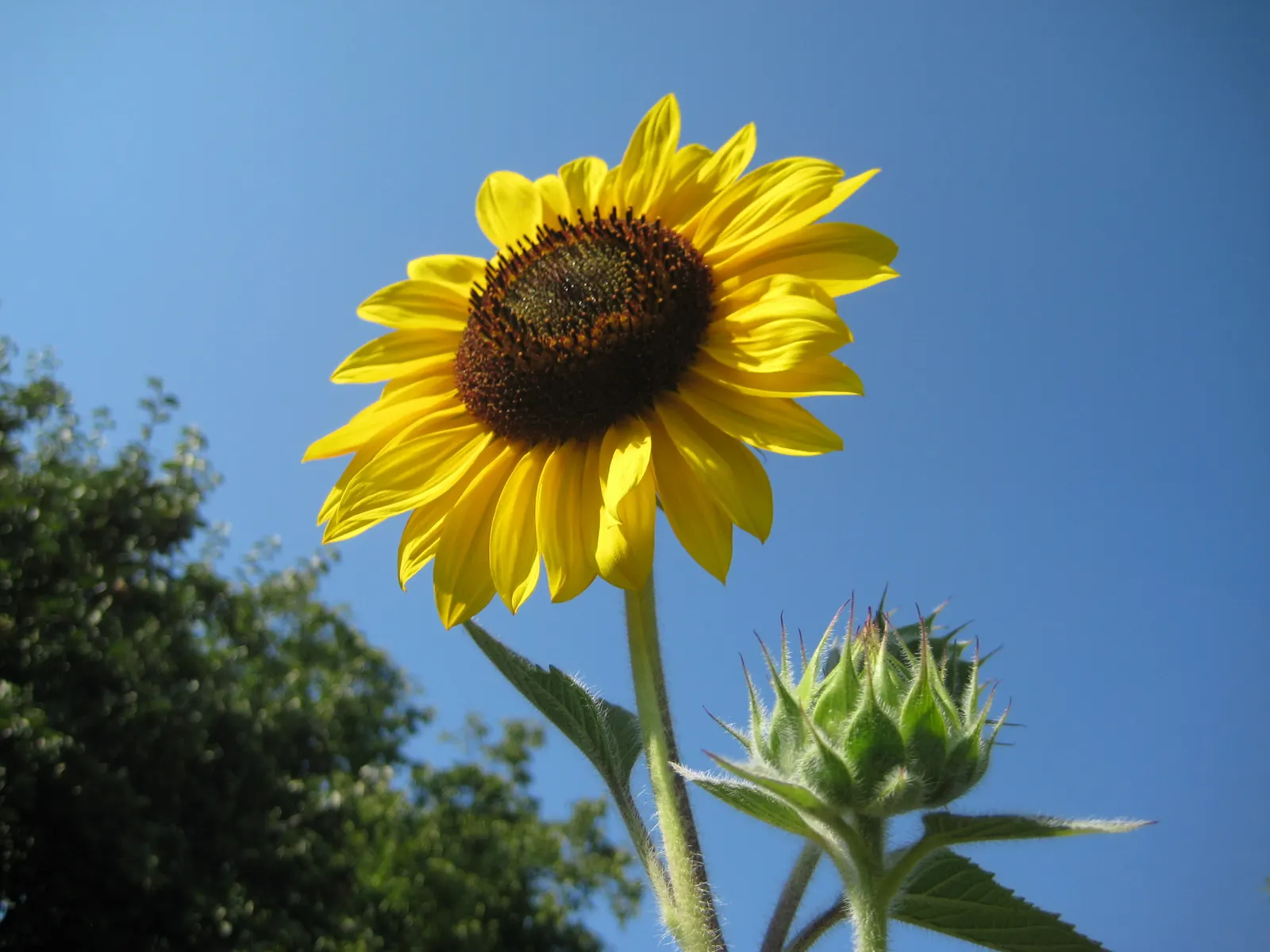 Common Sunflower (Helianthus Annuus) — When considering inclusion in landscape design; with moderate watering needs