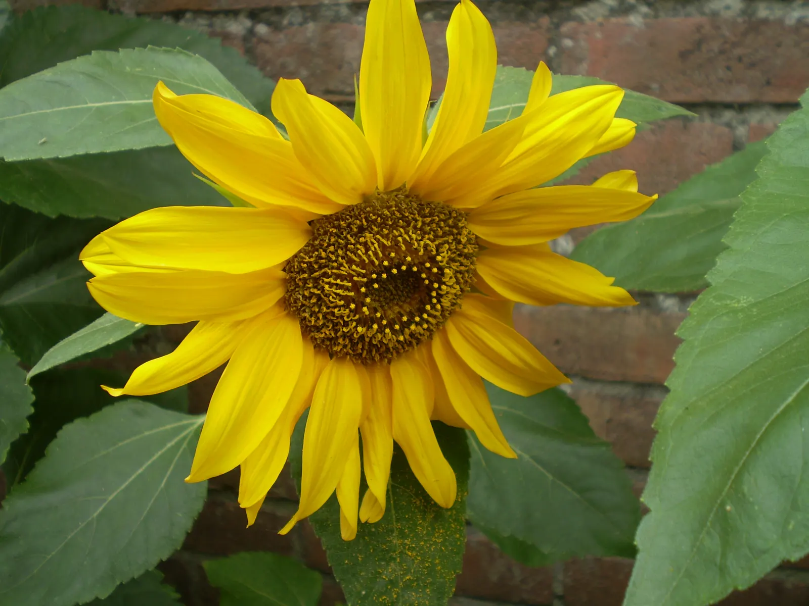 Common Sunflower (Helianthus Annuus) — Sunflowers provide excellent cut flowers and attract bees and birds; annual with multi-colored and yellow blooms