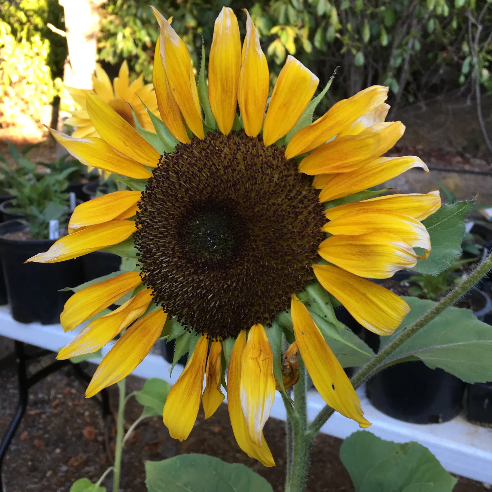 Common Sunflower (Helianthus Annuus) — Sunflowers provide excellent cut flowers and attract bees and birds; annual with multi-colored and yellow, image 108