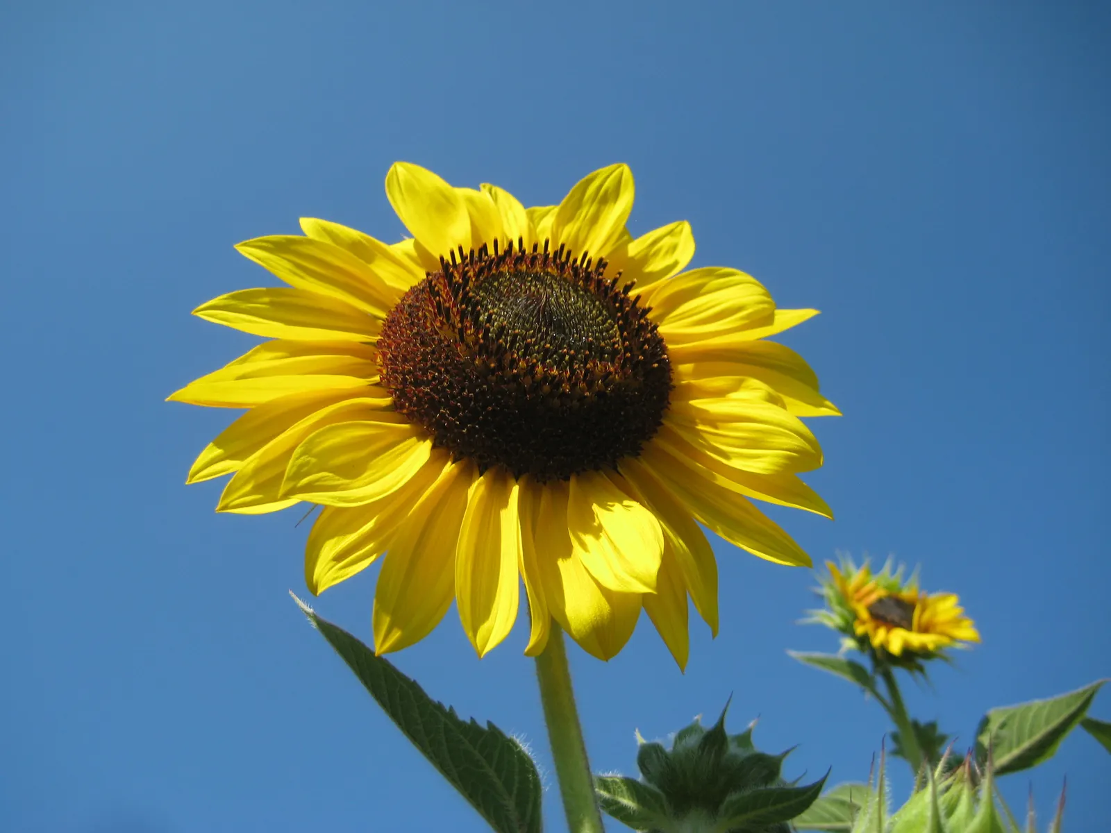 Common Sunflower (Helianthus Annuus) — which maximizes photosynthesis