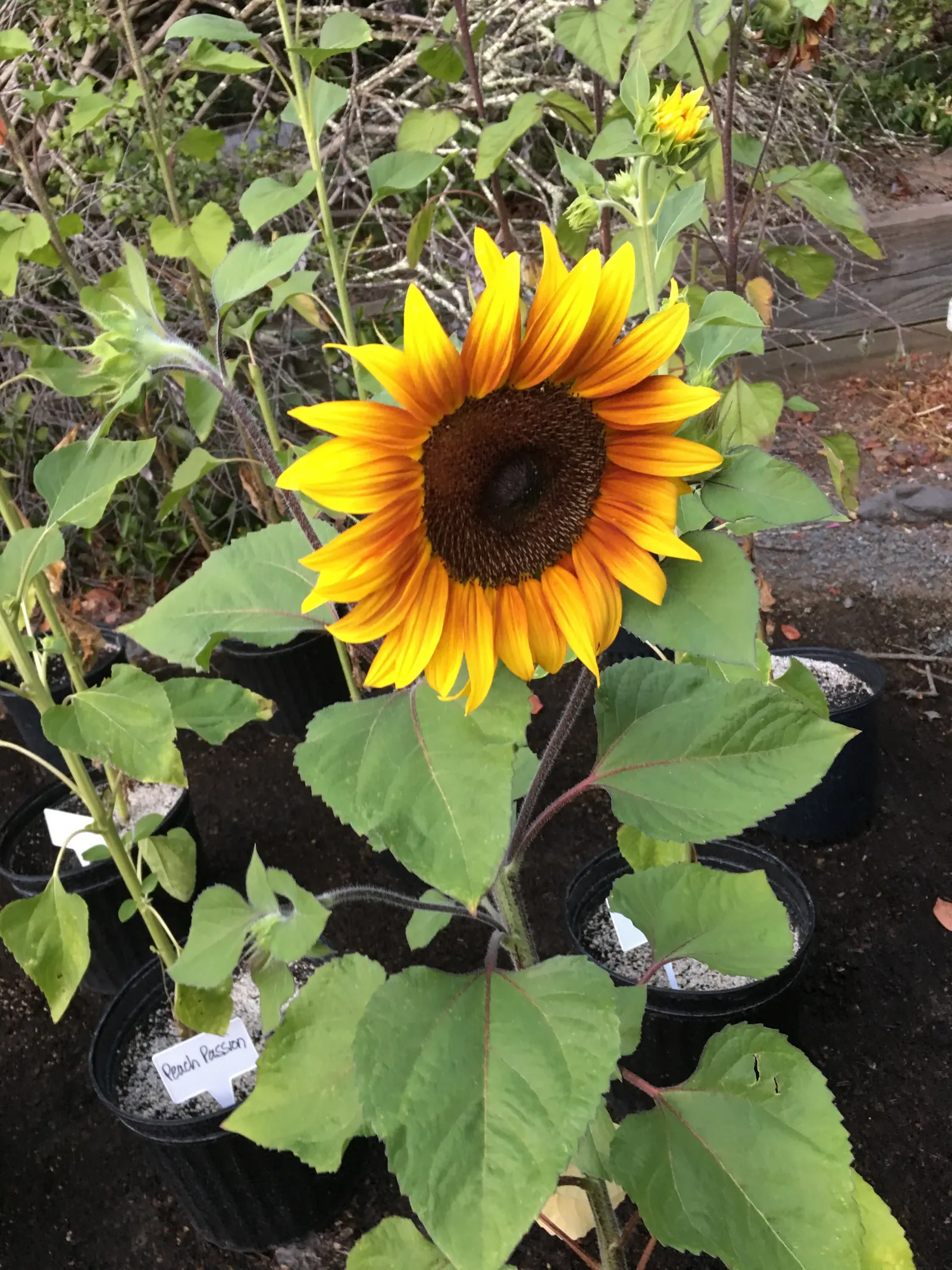 Common Sunflower (Helianthus Annuus) — note that mature plants can reach a towering height of 6 to 10 feet with a spread of 1.5 to 3 feet; its sturdy stems and