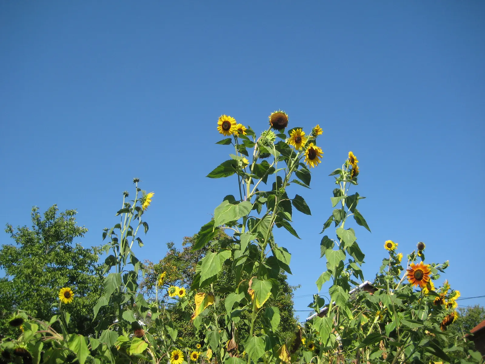 Common Sunflower (Helianthus Annuus) — the Common Sunflower is a boon for wildlife; its nectar attracts pollinators; is an iconic and vibrant, image 72
