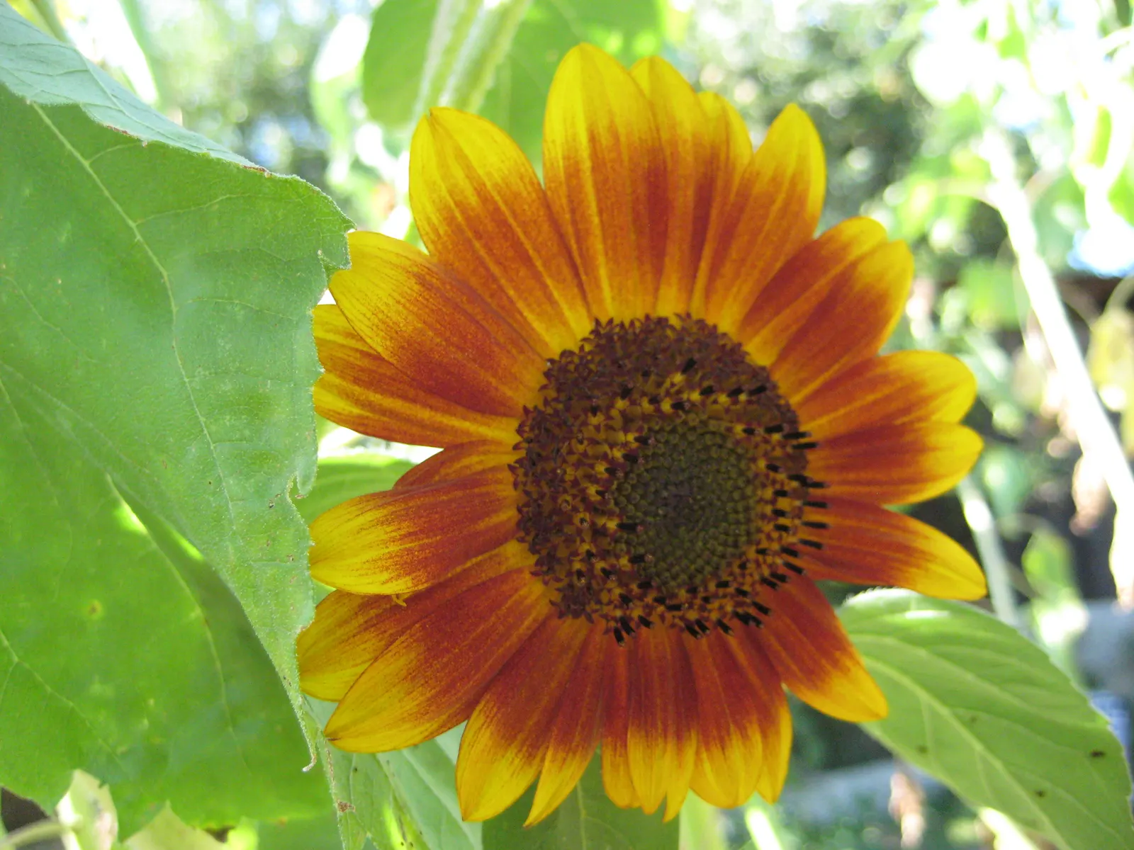 Common Sunflower (Helianthus Annuus) — necessitating ample space for optimal growth and visual impact; provided they are well-drained, image 117