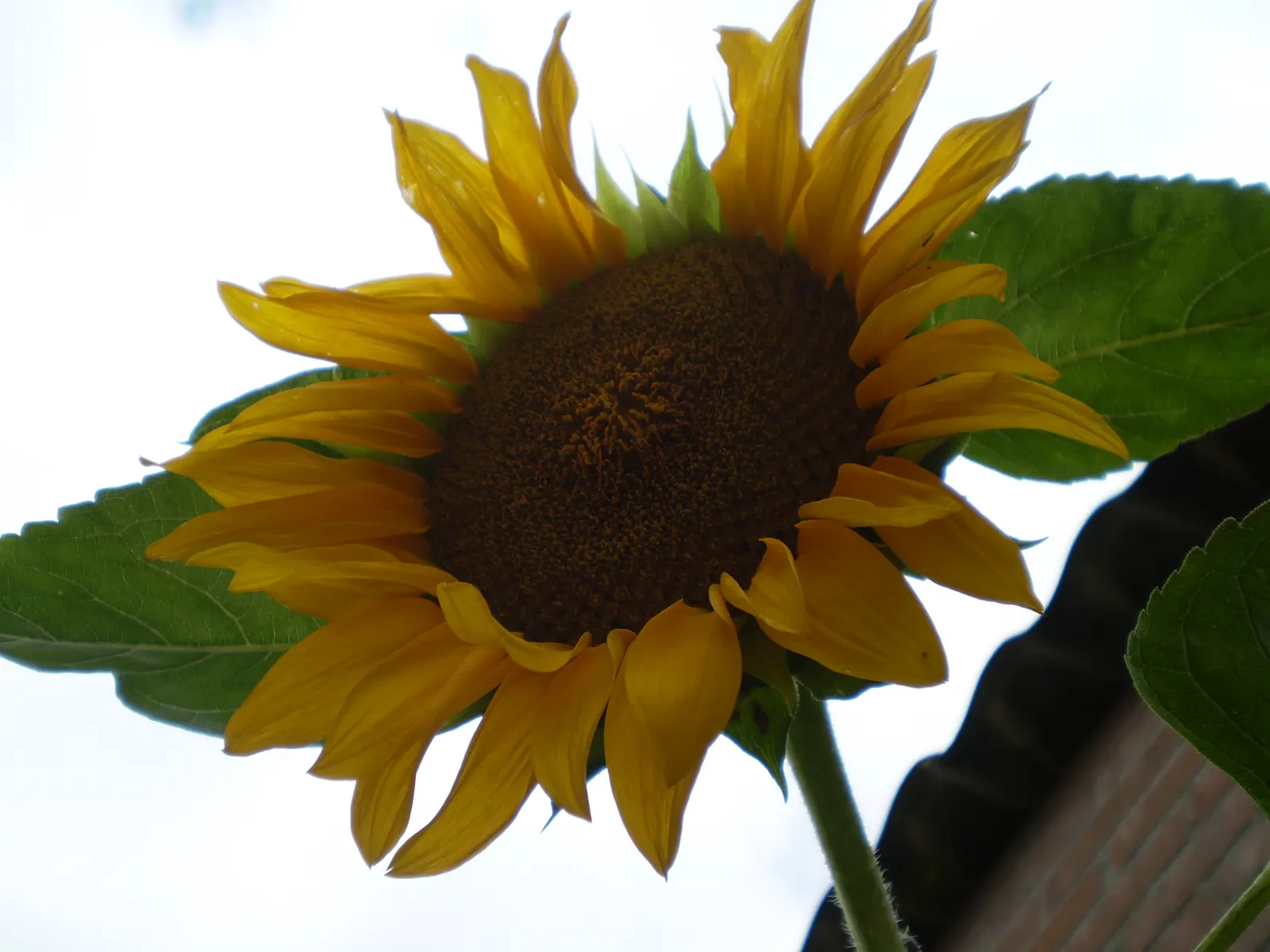 Common Sunflower (Helianthus Annuus) — the Common Sunflower is a boon for wildlife; its nectar attracts pollinators; is an iconic and vibrant, image 124