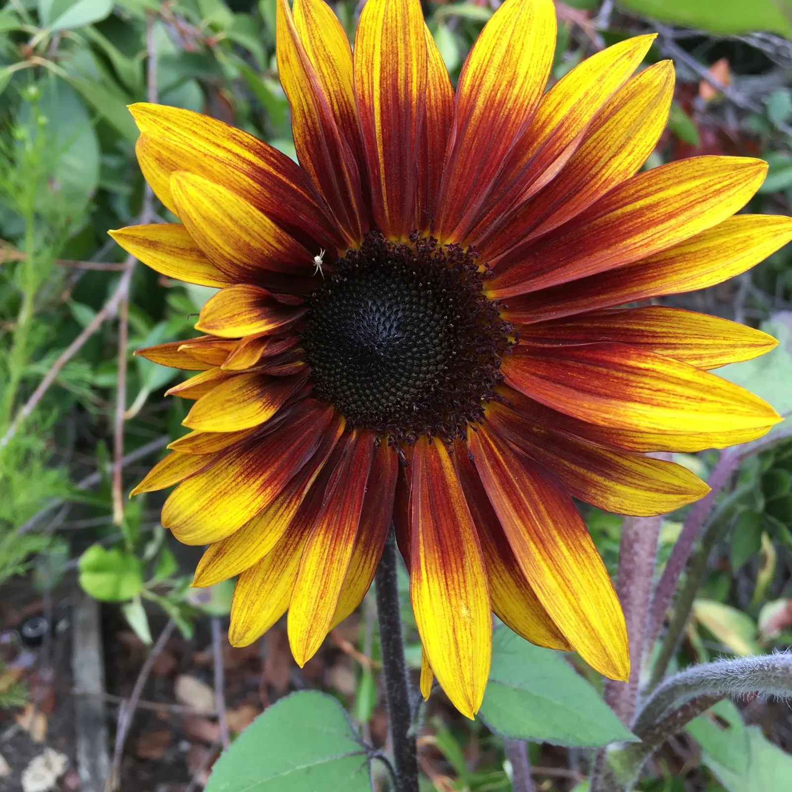 Common Sunflower (Helianthus Annuus) — where young flower buds track the sun from east to west