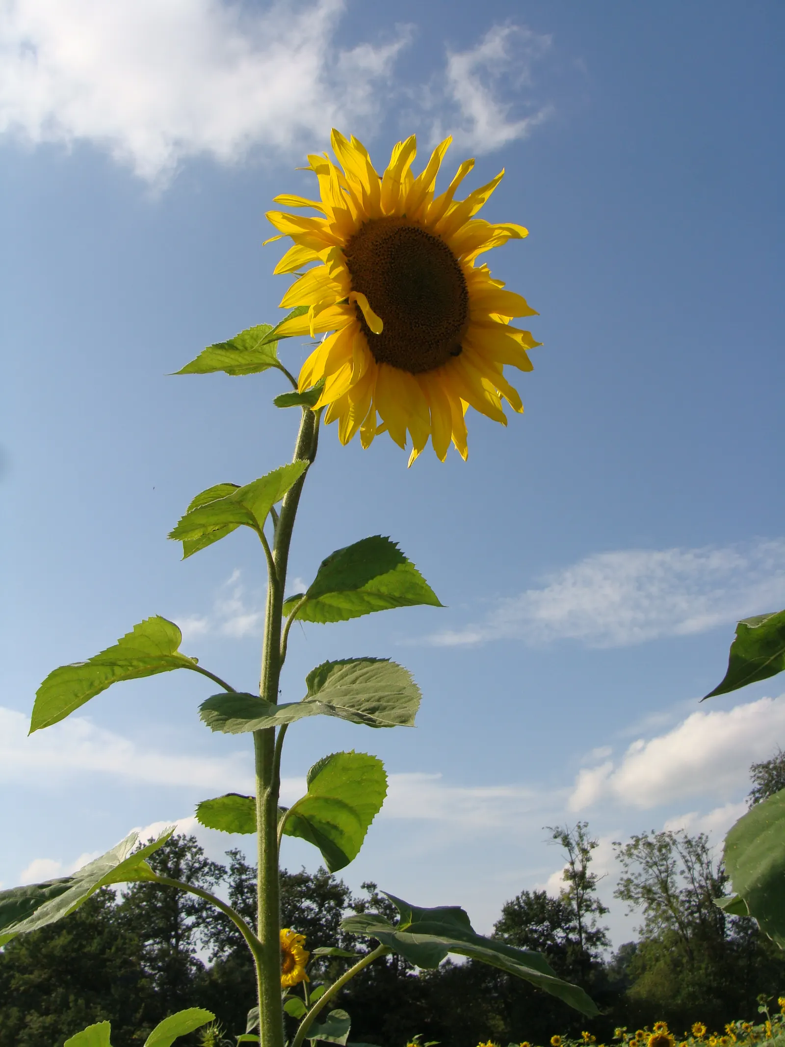 Common Sunflower (Helianthus Annuus) — which can measure approximately 3 inches in diameter; for the landscape architect, image 118