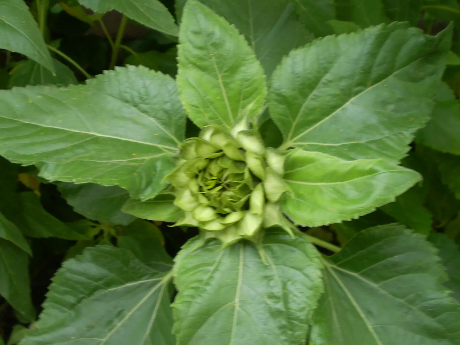 Common Sunflower (Helianthus Annuus) — ever-changing element within the garden space.<br><br>Further