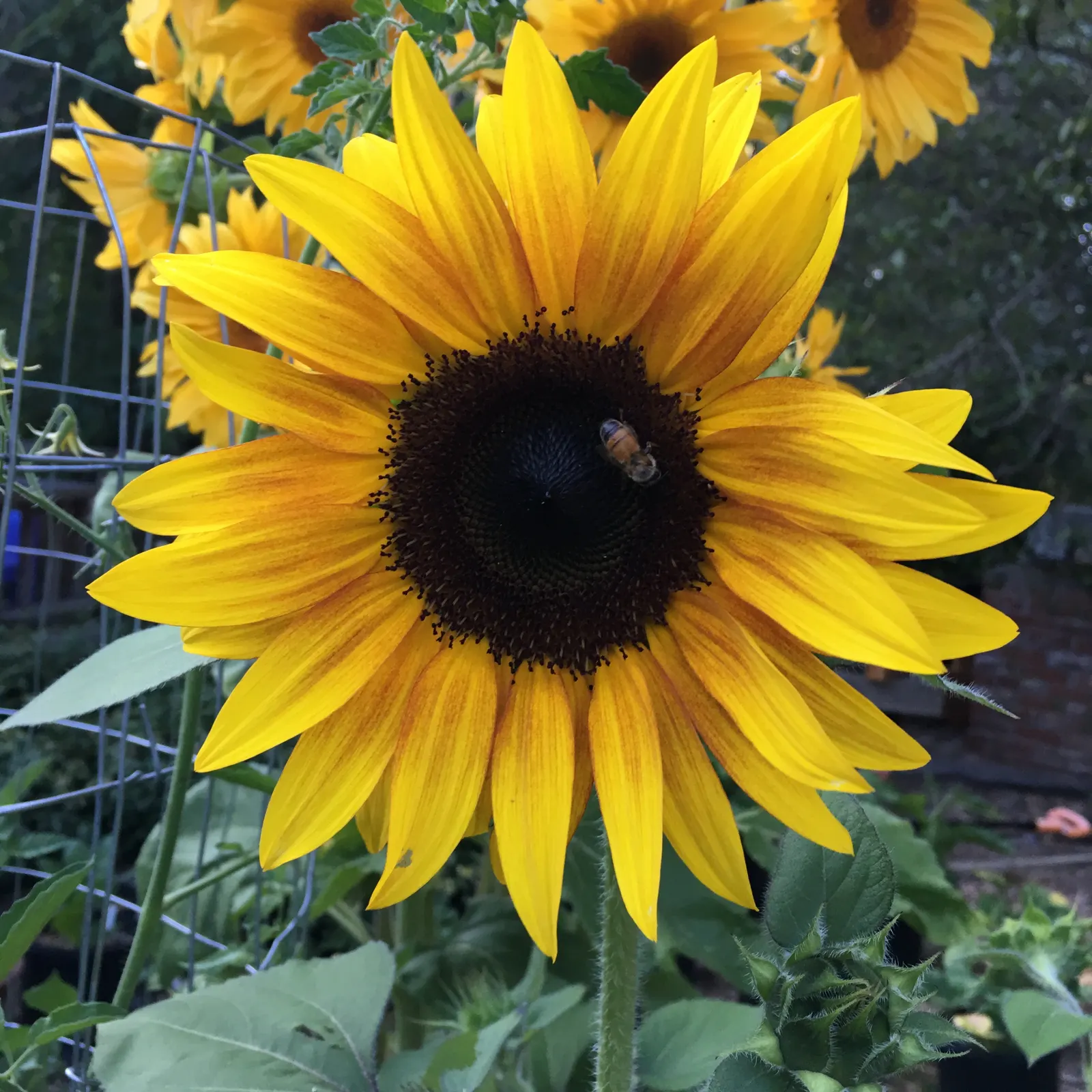 Common Sunflower (Helianthus Annuus) — Its sturdy stems and broad, coarse leaves create an attractive backdrop; aligning these flowers to maximize their solar