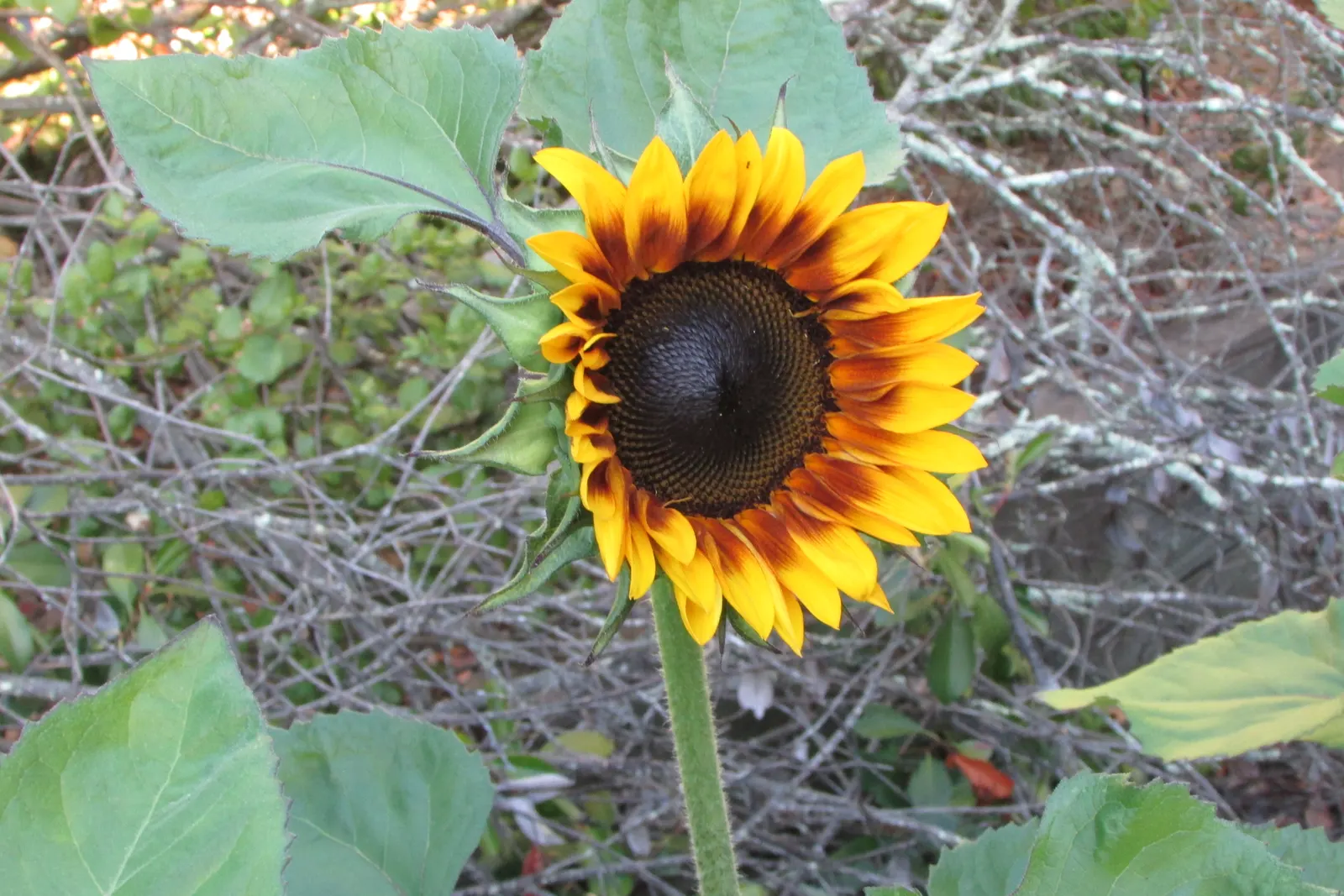 Common Sunflower (Helianthus Annuus) — This annual towers at 6 to 10 feet tall, preferring full sun locations; when considering inclusion in, image 54