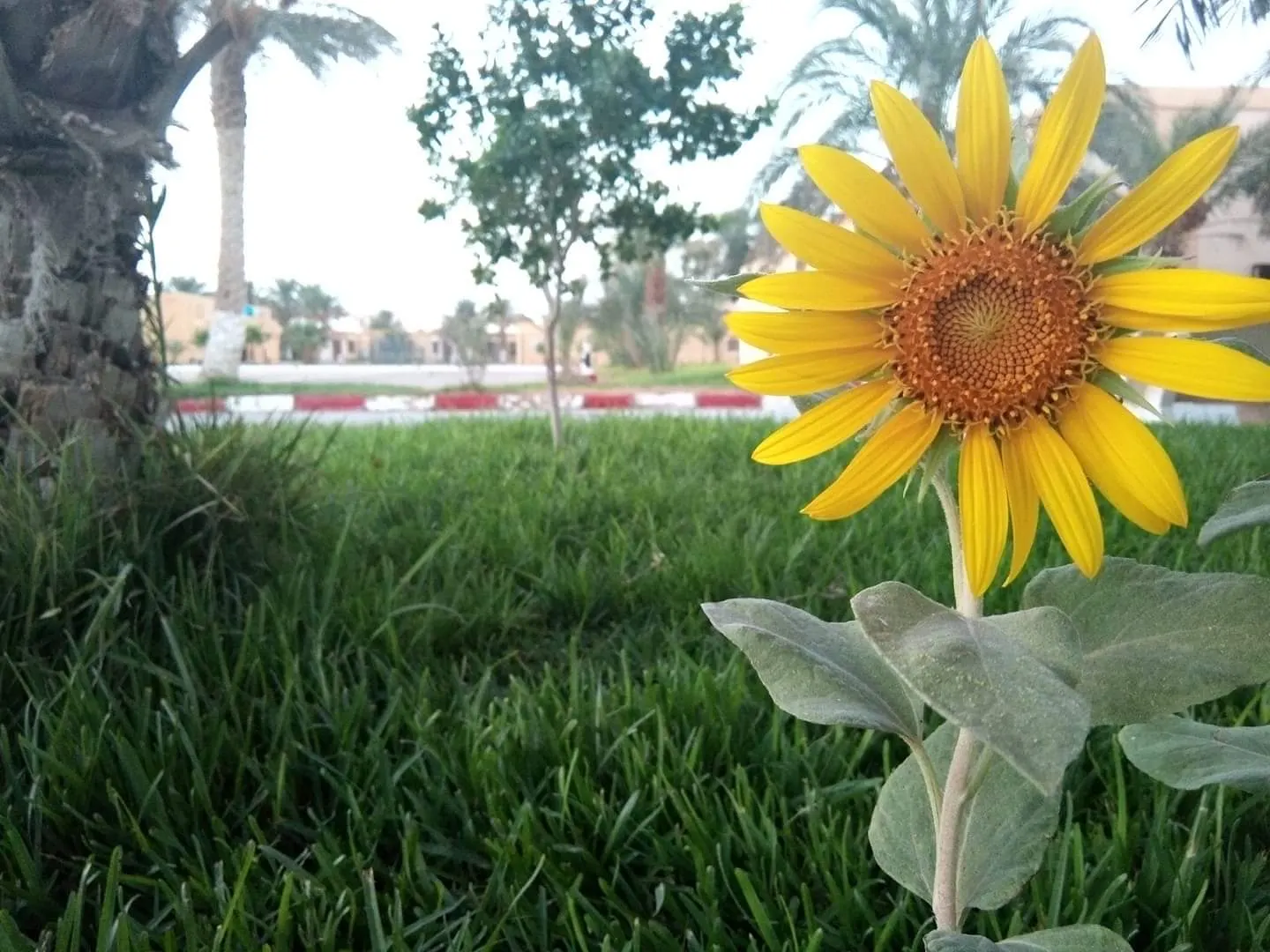 Common Sunflower (Helianthus Annuus) — provided they are well-drained; where young flower buds track the sun from east to west, image 114