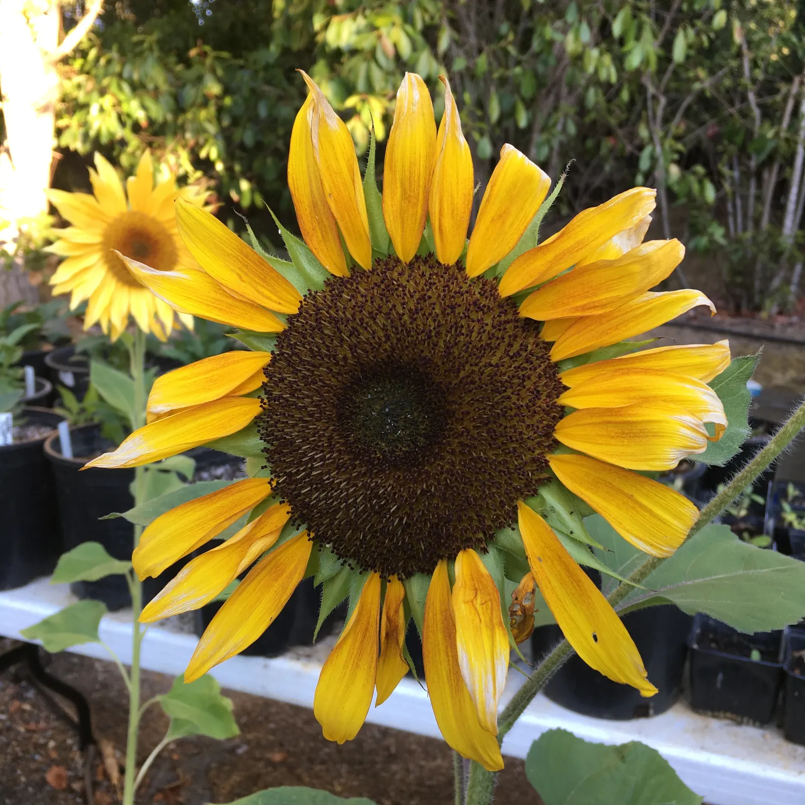 Common Sunflower (Helianthus Annuus) — while birds relish the seeds that form in its centers post bloom
