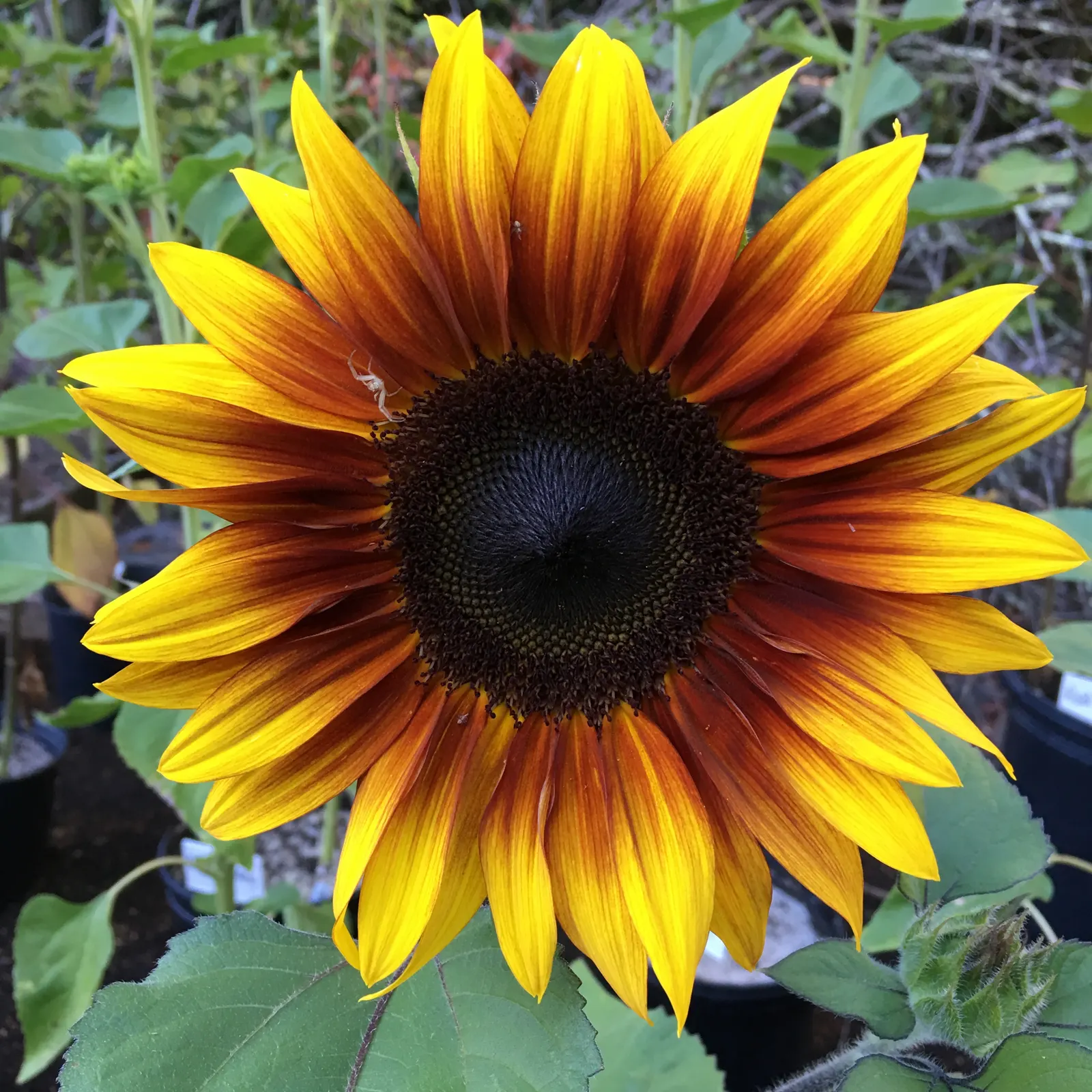 Common Sunflower (Helianthus Annuus) — making them an excellent choice for an easy; this annual towers at 6 to 10 feet tall, preferring full sun, image 127