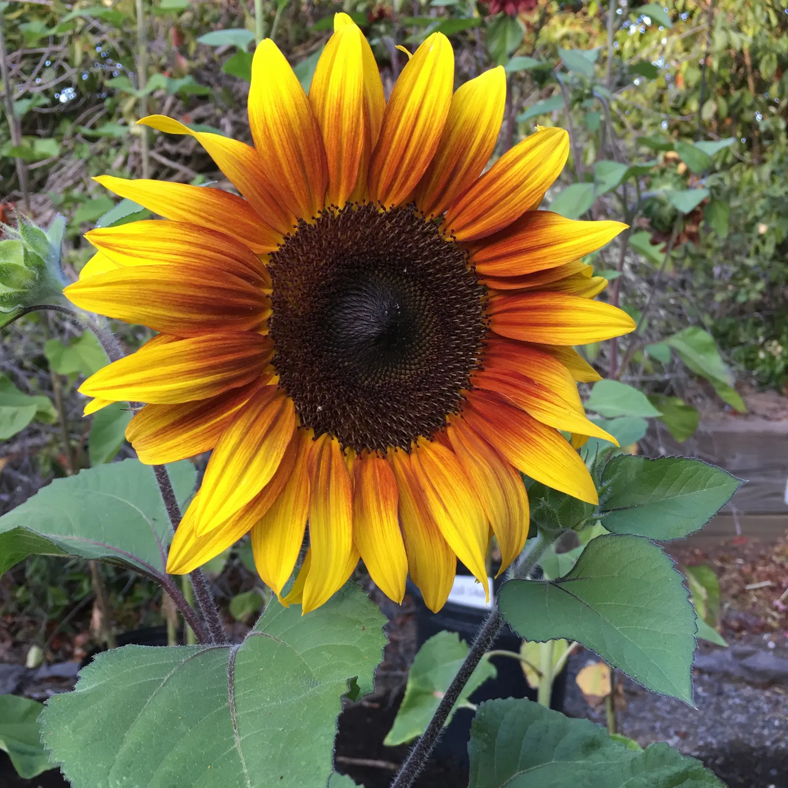 Common Sunflower (Helianthus Annuus) — aligning these flowers to maximize their solar interaction creates a dynamic; ever-changing element within, image 96