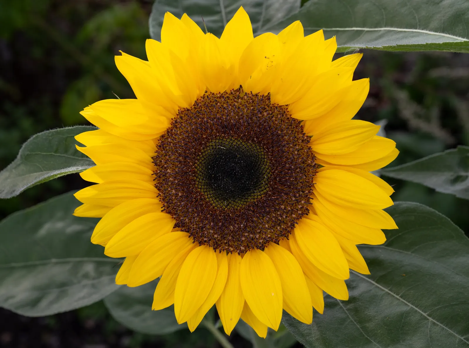 Common Sunflower (Helianthus Annuus) — making them an excellent choice for an easy; this annual towers at 6 to 10 feet tall, preferring full sun locations