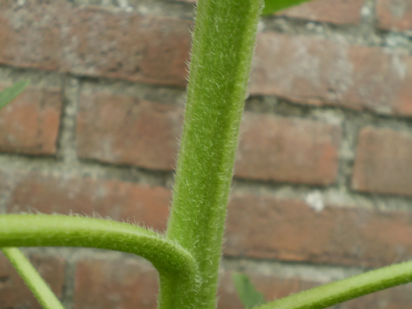Common Sunflower (Helianthus Annuus) — able to thrive in a range of soil types; the sunflower is not only aesthetically pleasing but also highly adaptable