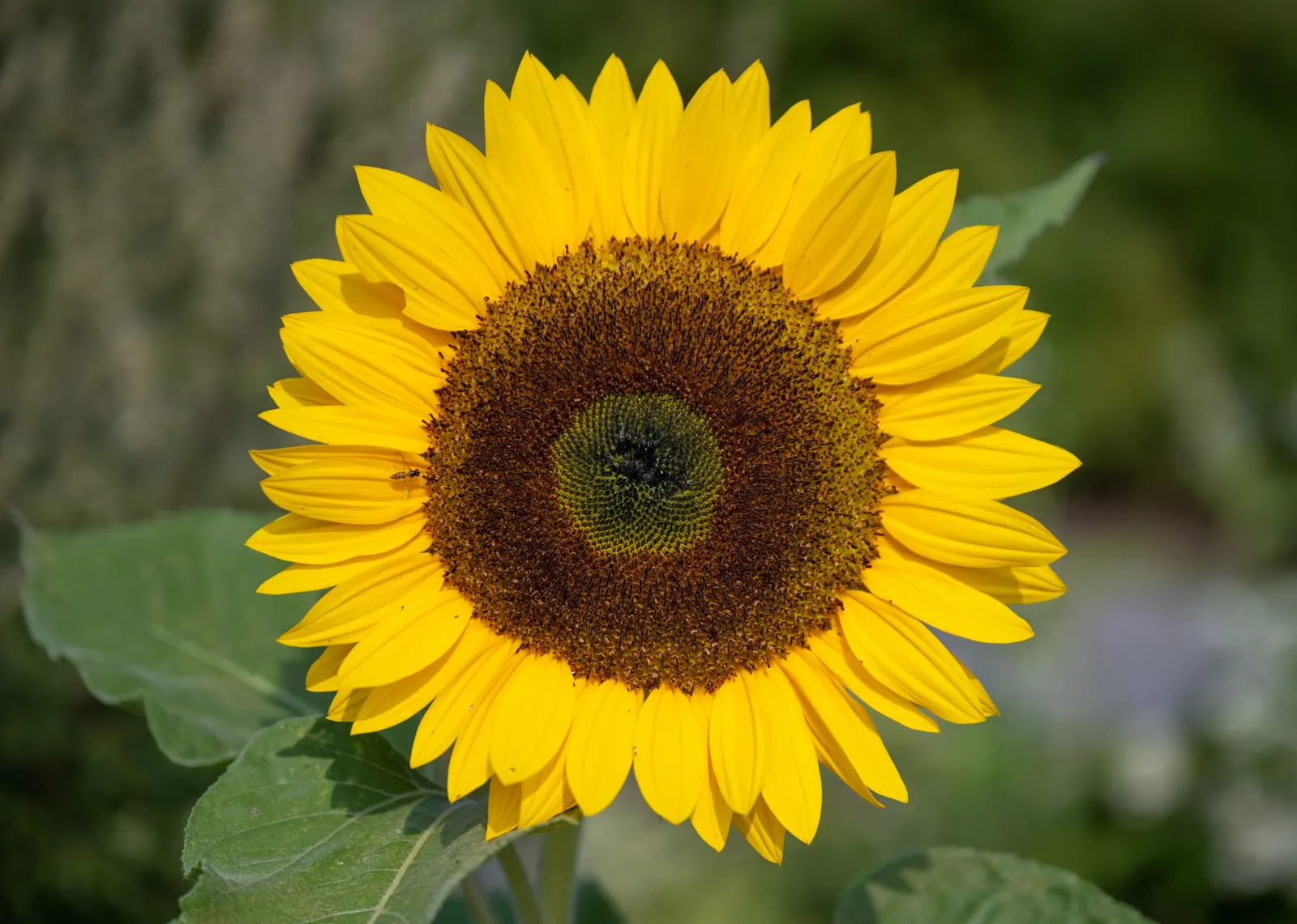 Common Sunflower (Helianthus Annuus) — which can measure approximately 3 inches in diameter; for the landscape architect, image 92