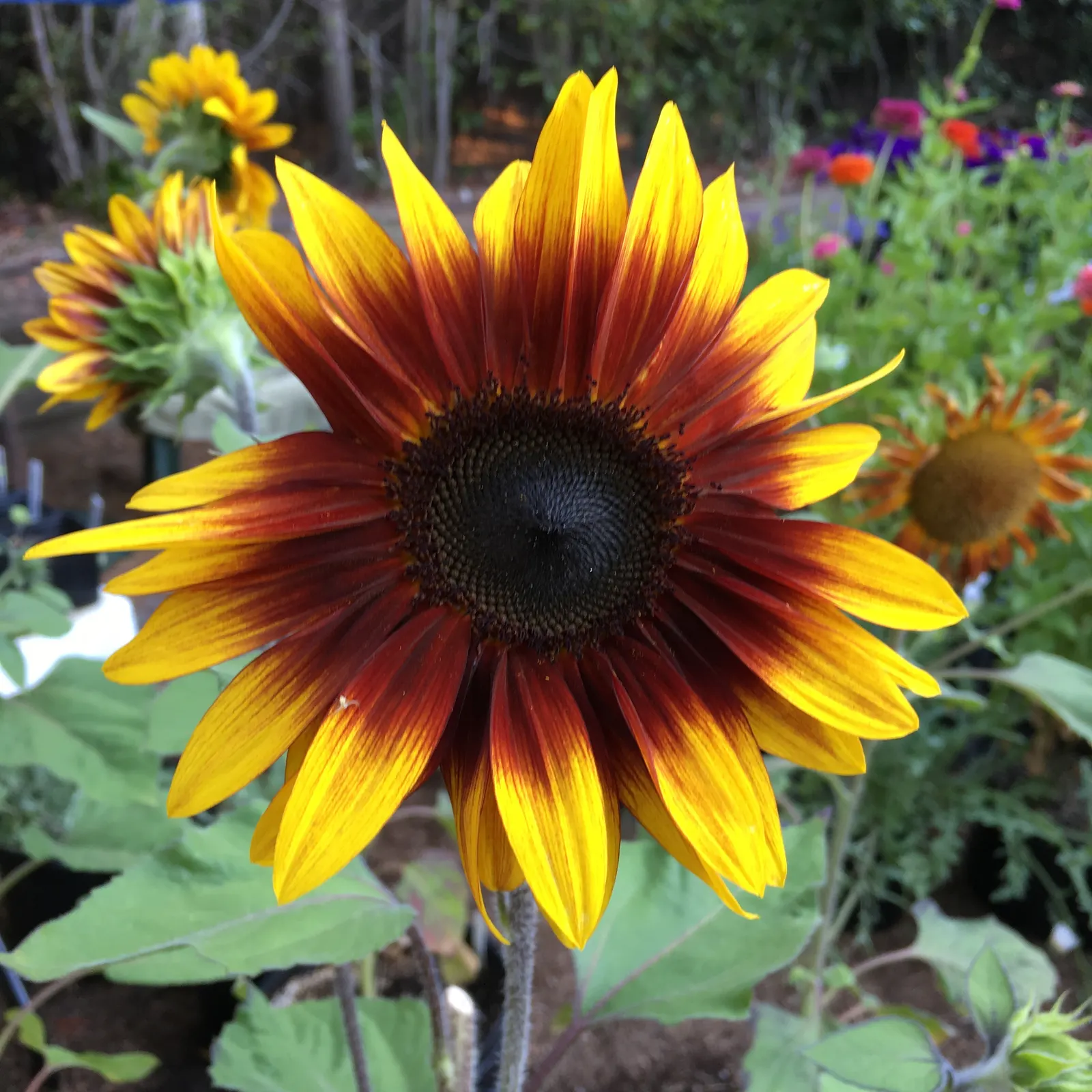 Common Sunflower (Helianthus Annuus) — note that mature plants can reach a towering height of 6 to 10 feet with a spread of 1.5 to 3 feet; its, image 116
