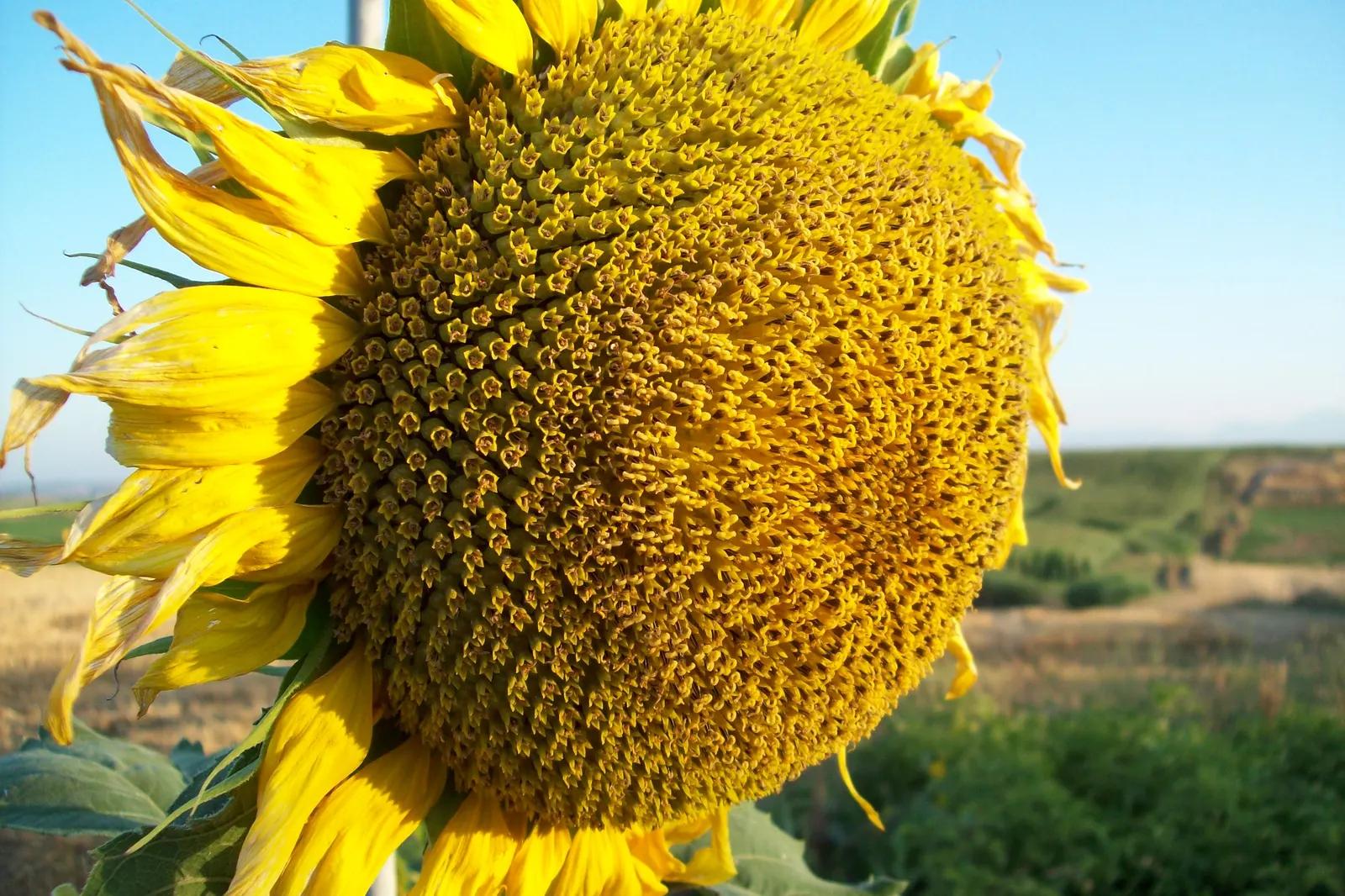Common Sunflower (Helianthus Annuus) — This annual towers at 6 to 10 feet tall, preferring full sun locations