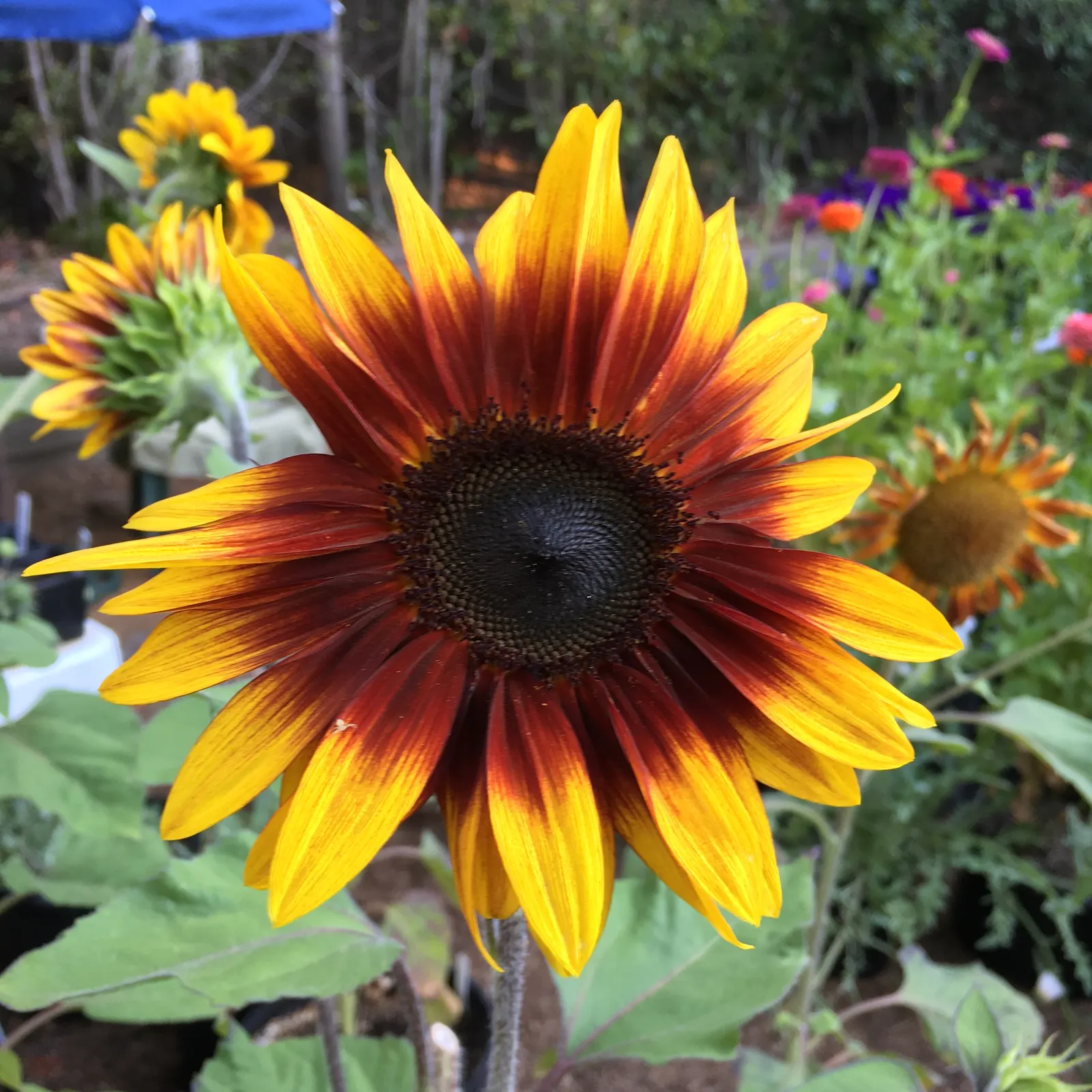 Common Sunflower (Helianthus Annuus) — Space them 18 to 36 inches apart to accommodate their growth and ensure adequate sunlight; scientifically, image 83