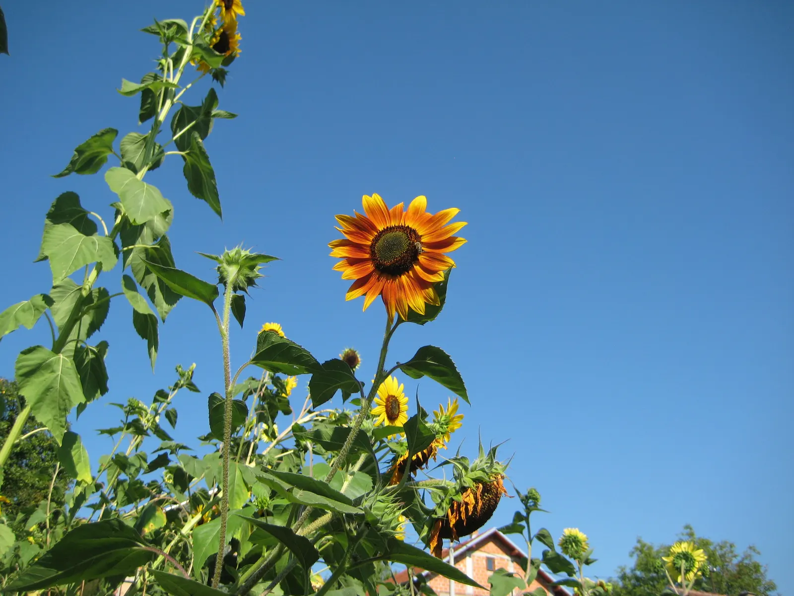 Common Sunflower (Helianthus Annuus) — vibrant yellow blooms reaching diameters of 6 to 12 inches; sunflowers provide excellent cut flowers and attract bees