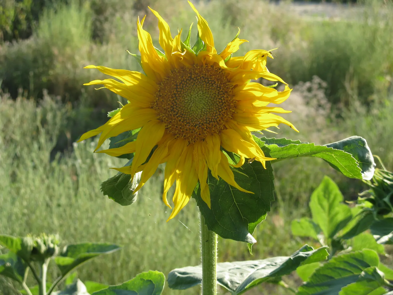 Common Sunflower (Helianthus Annuus) — Its sturdy stems and broad, coarse leaves create an attractive backdrop; aligning these flowers to maximize, image 55