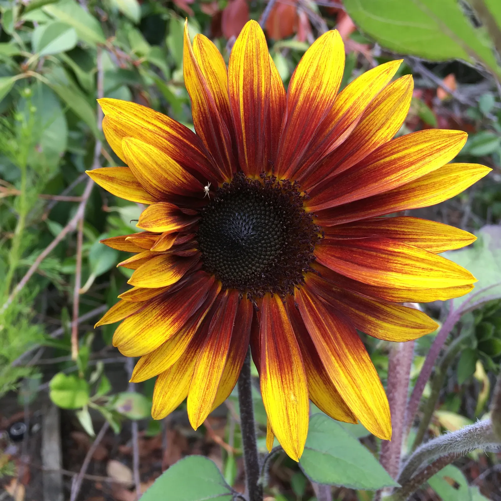 Common Sunflower (Helianthus Annuus) — the sunflower is not only aesthetically pleasing but also highly adaptable; vibrant yellow blooms reaching, image 86