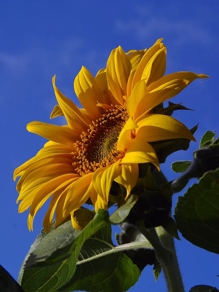 Common Sunflower (Helianthus Annuus) — making them an excellent choice for an easy; this annual towers at 6 to 10 feet tall, preferring full sun, image 101