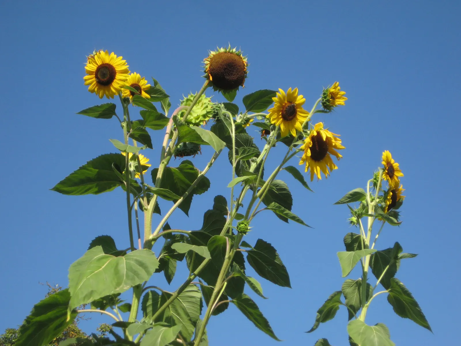 Common Sunflower (Helianthus Annuus) — vibrant yellow blooms reaching diameters of 6 to 12 inches; sunflowers provide excellent cut flowers and, image 105
