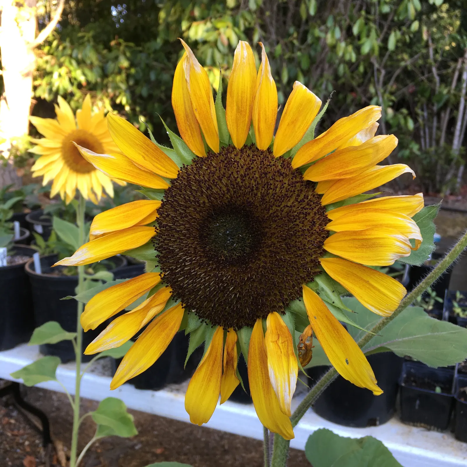 Common Sunflower (Helianthus Annuus) — where young flower buds track the sun from east to west; multi-colored and yellow flowers in the garden, image 119