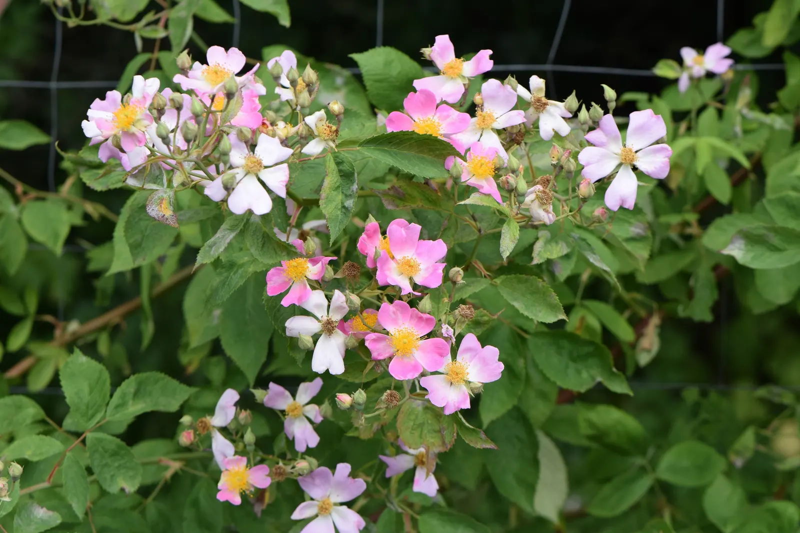 Climbing Prairie Rose (Rosa Setigera) — This rose variety thrives in full sun to part shade, reaching heights of 6-15 feet with a 4-6 foot spread