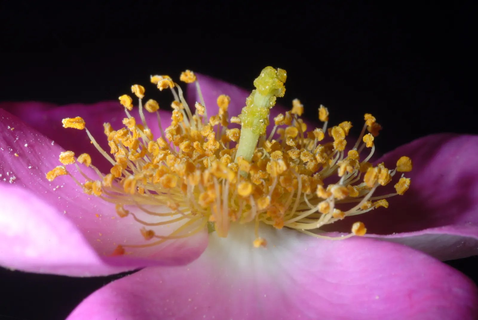 Climbing Prairie Rose (Rosa Setigera) — one can achieve a balance of invigorating color