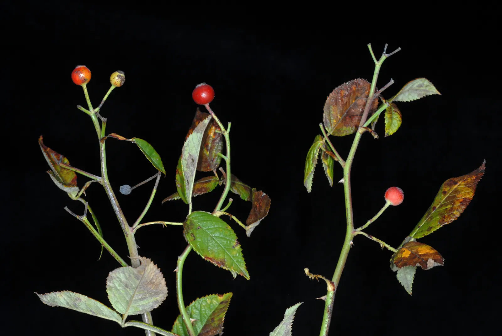 Climbing Prairie Rose (Rosa Setigera) — Plant it in well-draining soil and full sun to partial shade to encourage optimal flowering