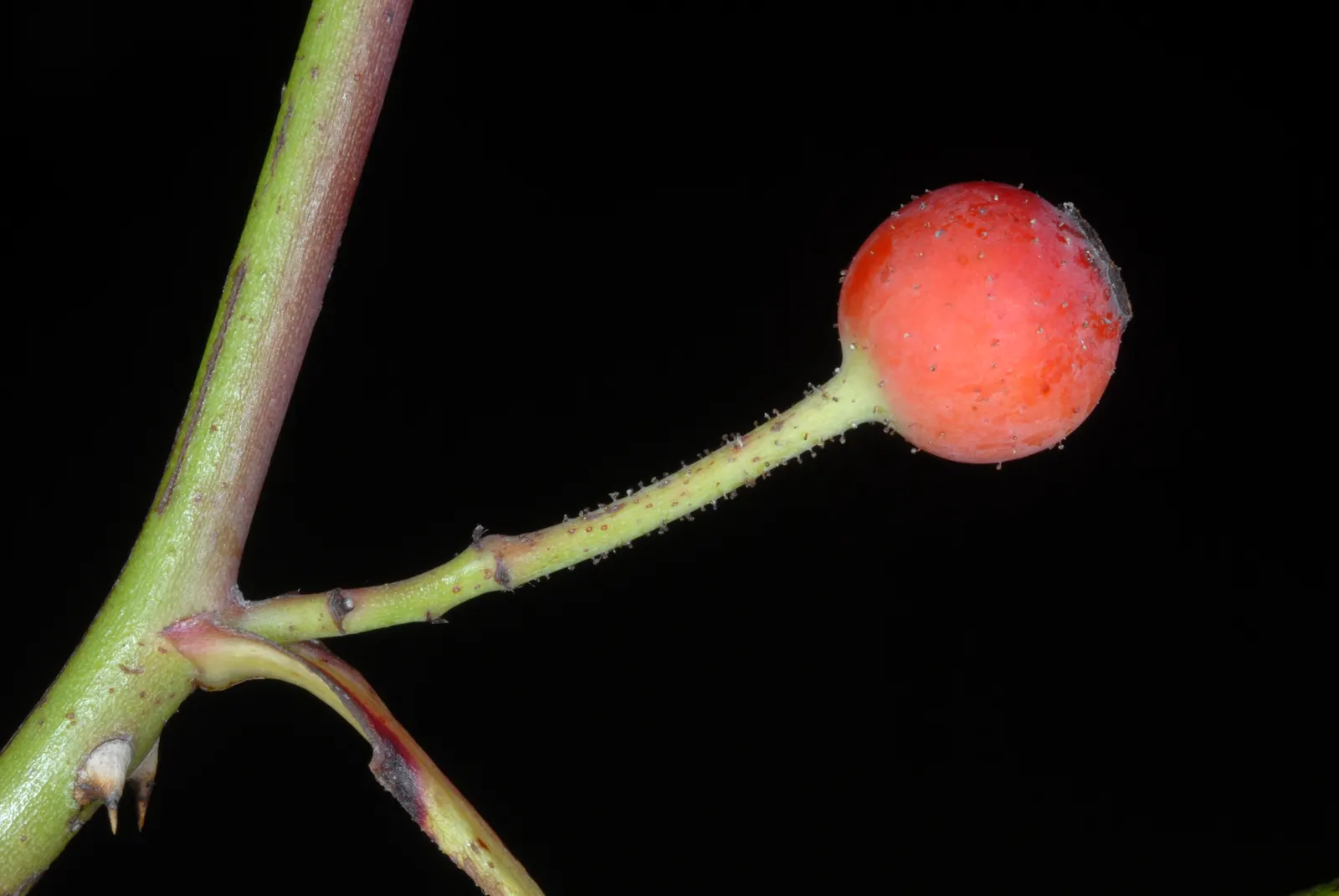 Climbing Prairie Rose (Rosa Setigera) — with a spread of about 4 to 6 feet