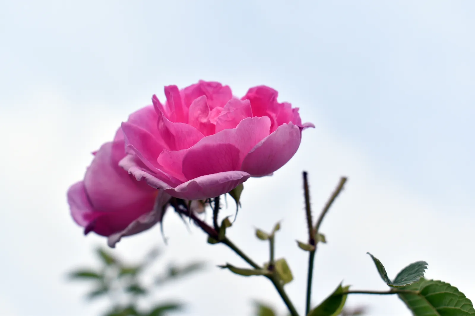 Climbing Prairie Rose (Rosa Setigera) — By incorporating the Climbing Prairie Rose