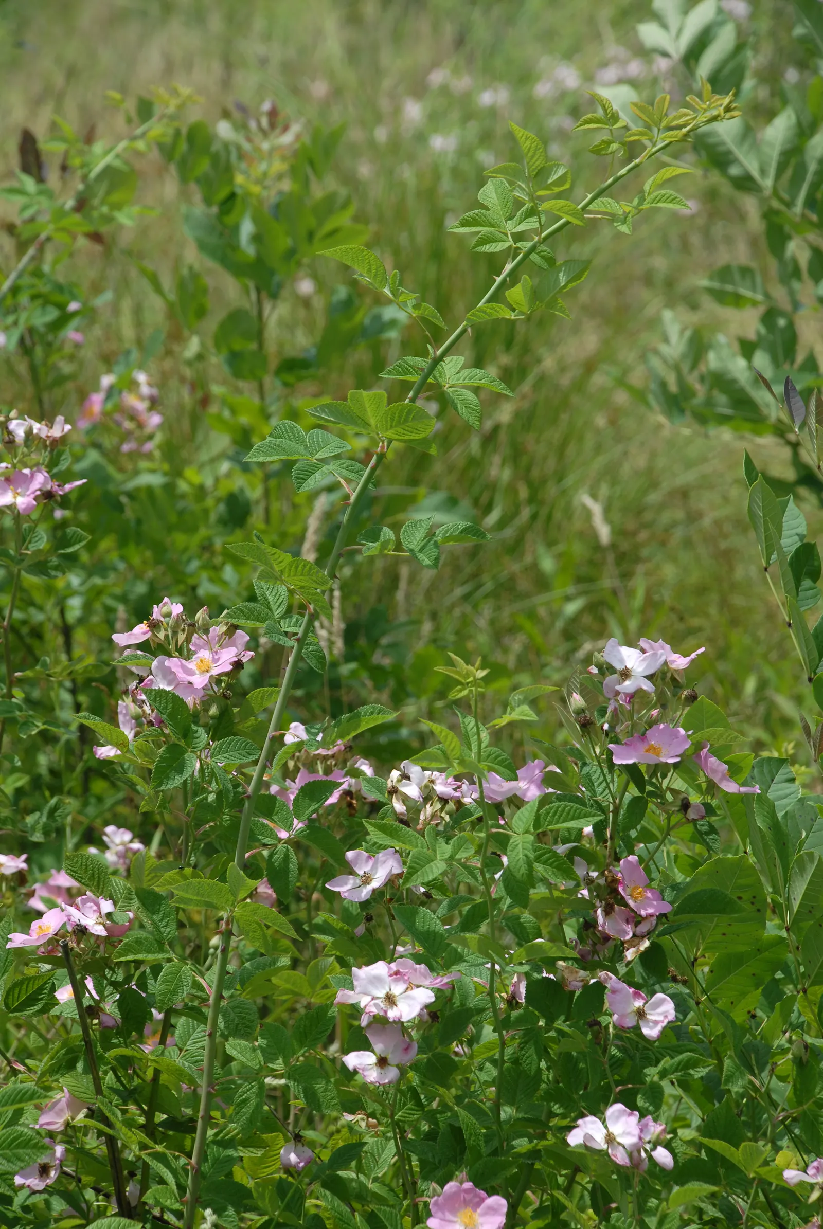 Climbing Prairie Rose (Rosa Setigera) — The Climbing Prairie Rose (Rosa setigera) is a deciduous climber