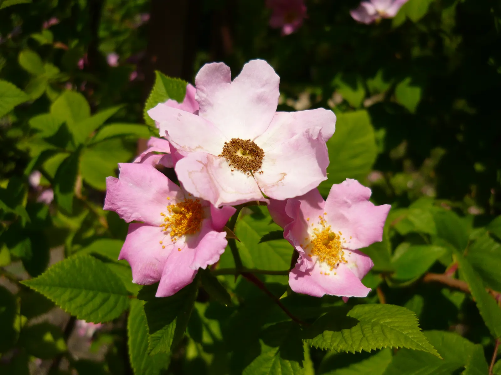 Climbing Prairie Rose (Rosa Setigera) — shrub with pink blooms