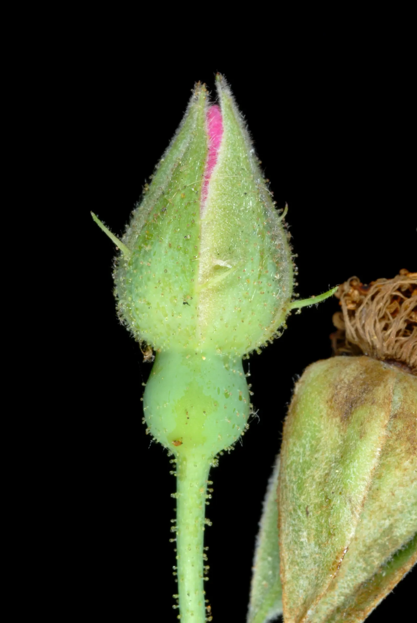 Climbing Prairie Rose (Rosa Setigera) — and a habitat that resonates with local wildlife