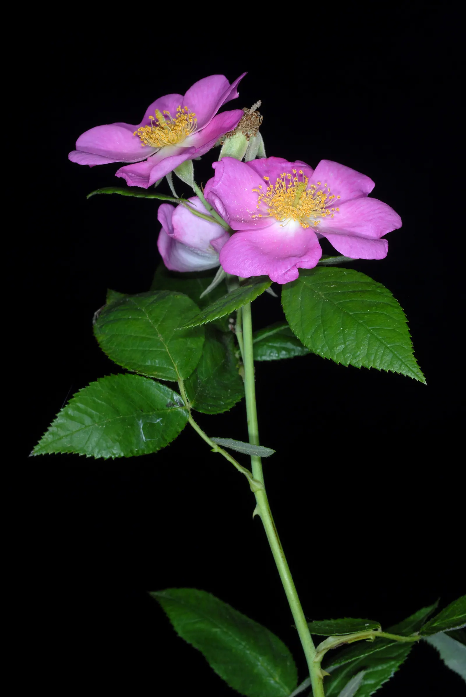 Climbing Prairie Rose (Rosa Setigera) — boasting fragrant pink blossoms that fade to white; sometimes transitioning to a pale pink or white at the edges