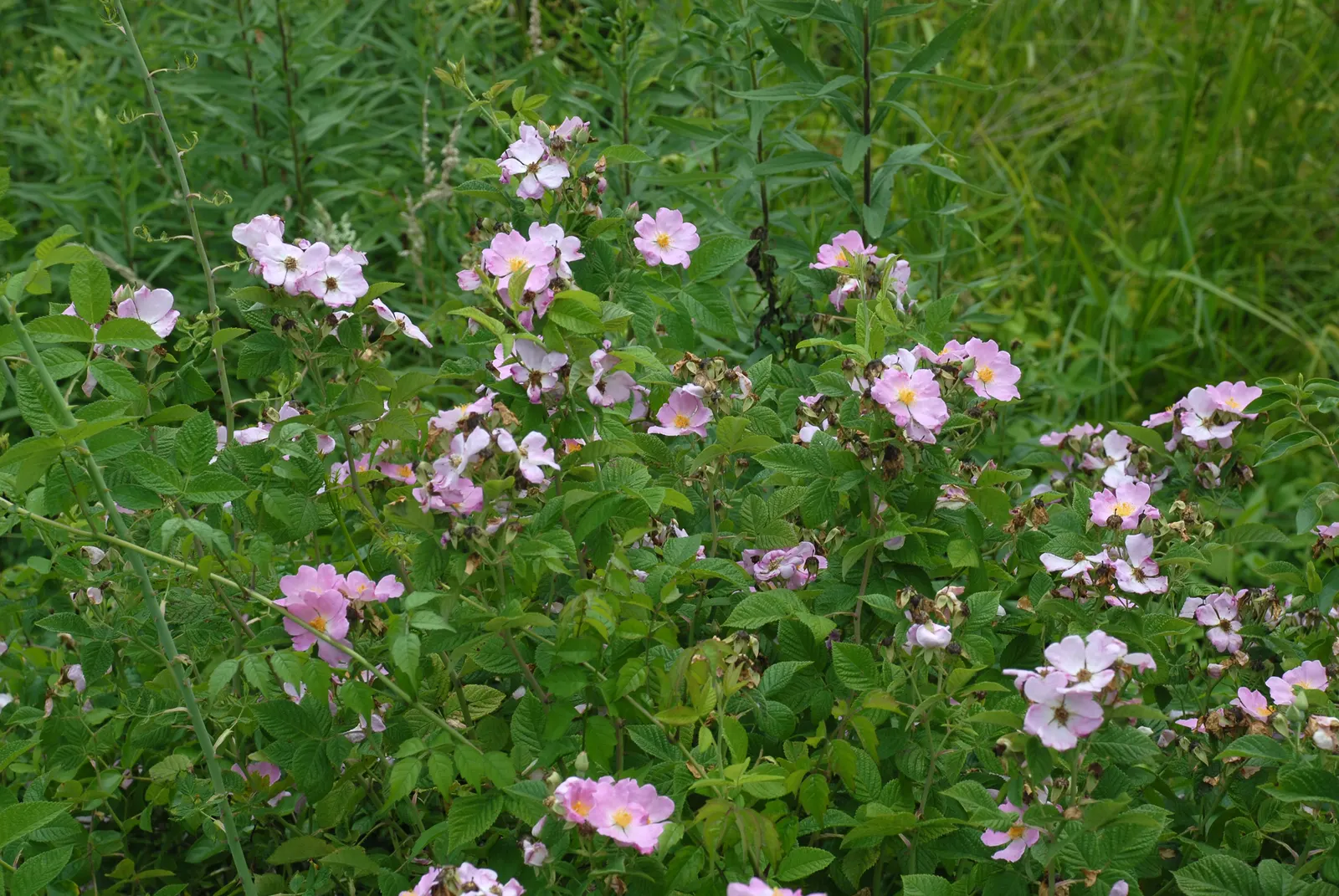 Climbing Prairie Rose (Rosa Setigera) — the foliage may turn to a striking red or orange
