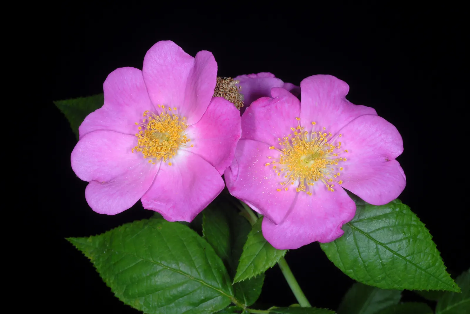 Climbing Prairie Rose (Rosa Setigera) — This native climbing or shrub rose is admired for its vigorous growth