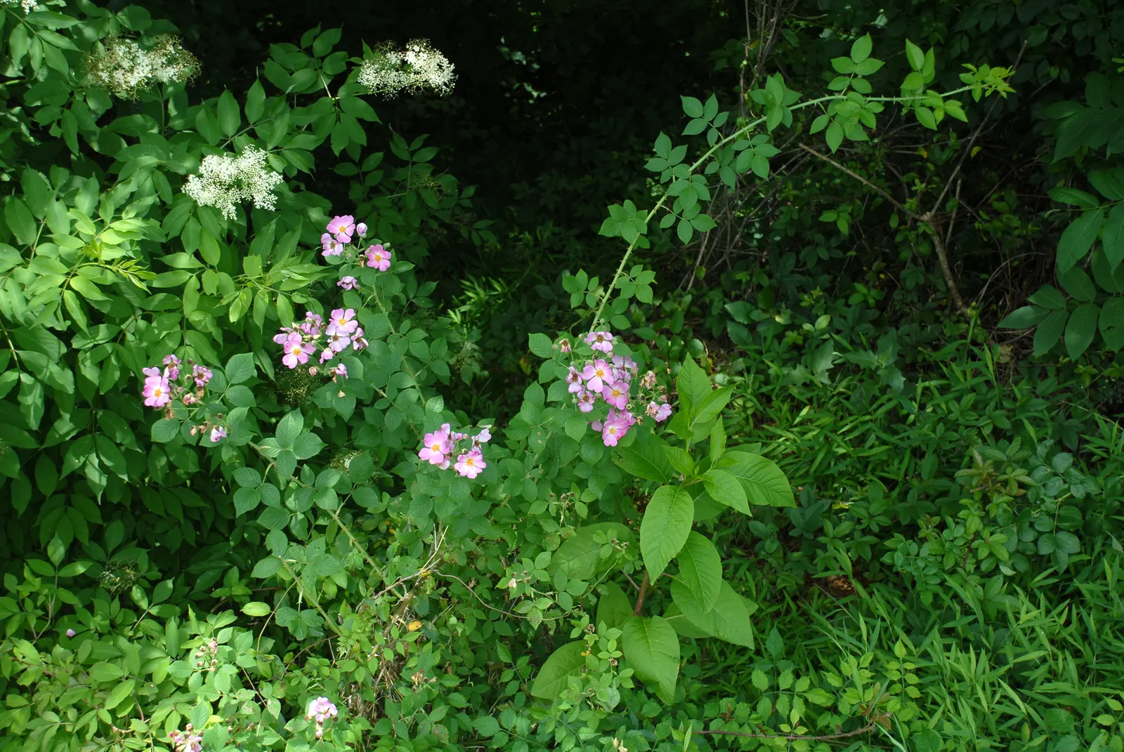 Climbing Prairie Rose (Rosa Setigera) — sometimes transitioning to a pale pink or white at the edges