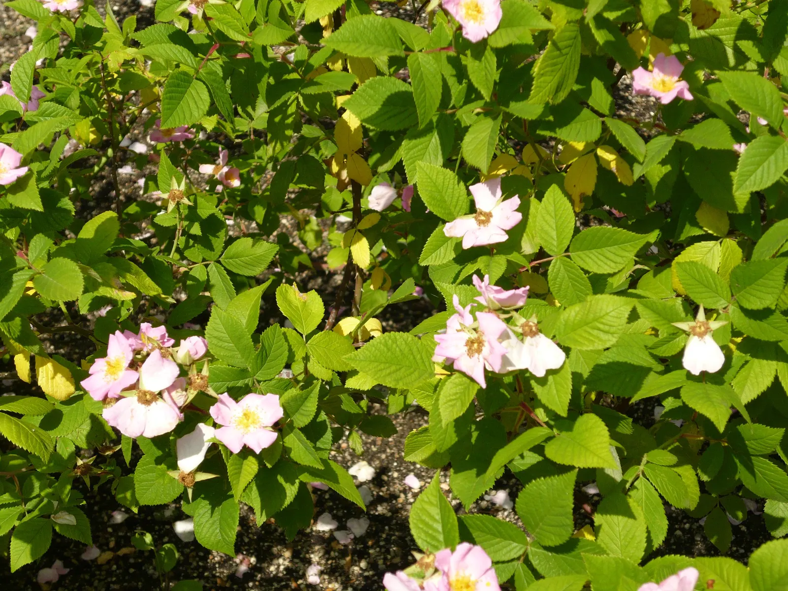 Climbing Prairie Rose (Rosa Setigera) — measuring approximately 2 to 3 inches in diameter