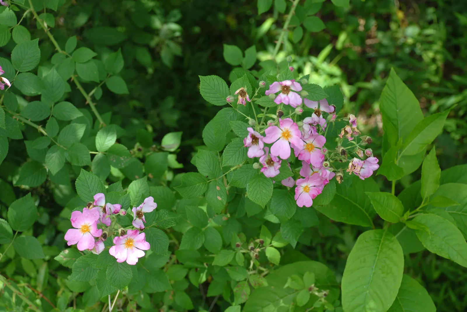 Climbing Prairie Rose (Rosa Setigera) — pink flowers in the garden