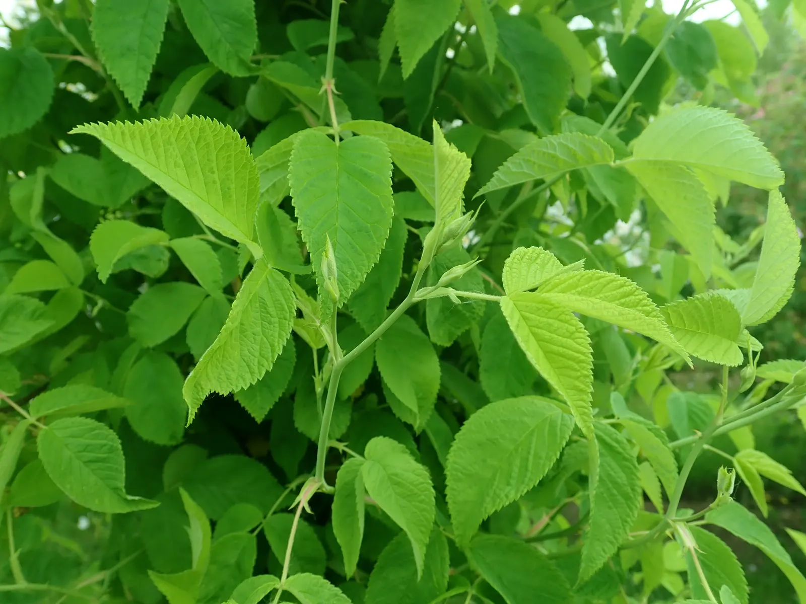 Climbing Prairie Rose (Rosa Setigera) — exhibiting a lively green coloration