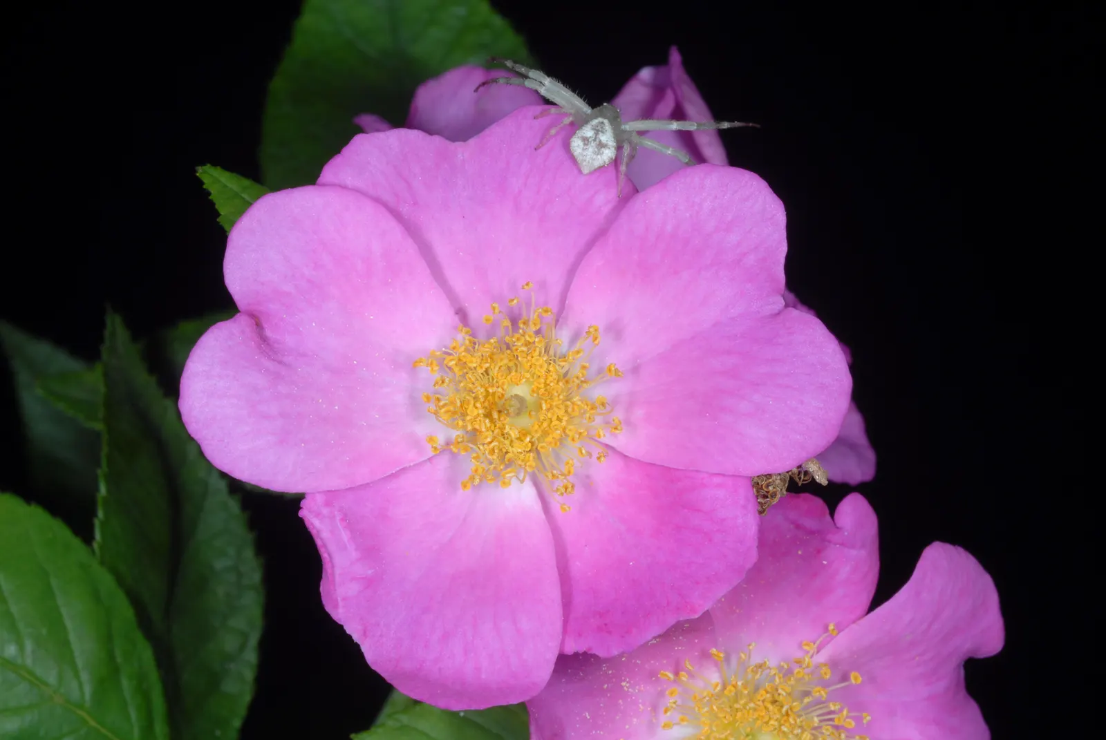 Climbing Prairie Rose (Rosa Setigera) — while rose hips take shape after the flowering season