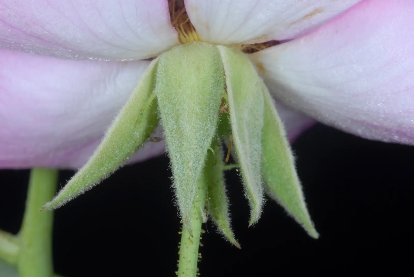 Climbing Prairie Rose (Rosa Setigera) — usually boasting three to seven leaflets with a serrated margin